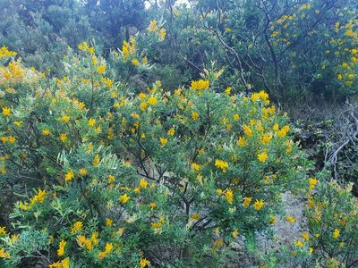 Genista stenopetala, photographed by Kate McAlpine