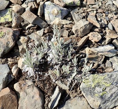 Antennaria lanata, photographed by John Brew