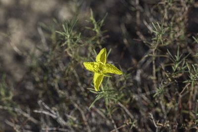 Oenothera hartwegii, photographed by Craig Martin