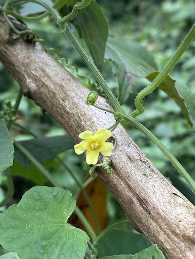 Melothria scabra, photographed by Grete Pasch
