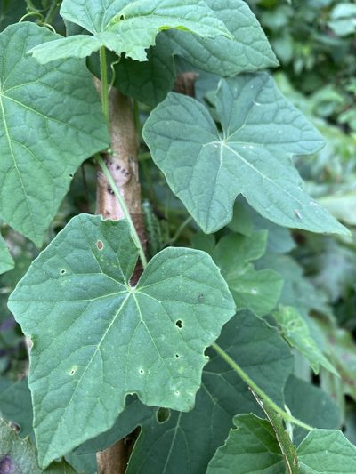 Melothria scabra, photographed by Grete Pasch
