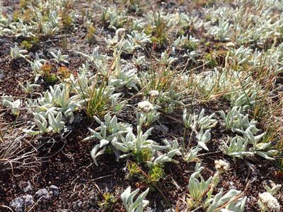Antennaria lanata, photographed by John Brew
