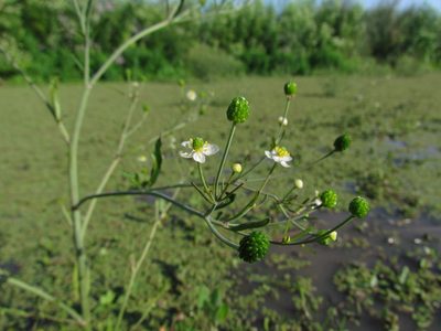 Ranunculus apiifolius, photographed by Matias Cabezas