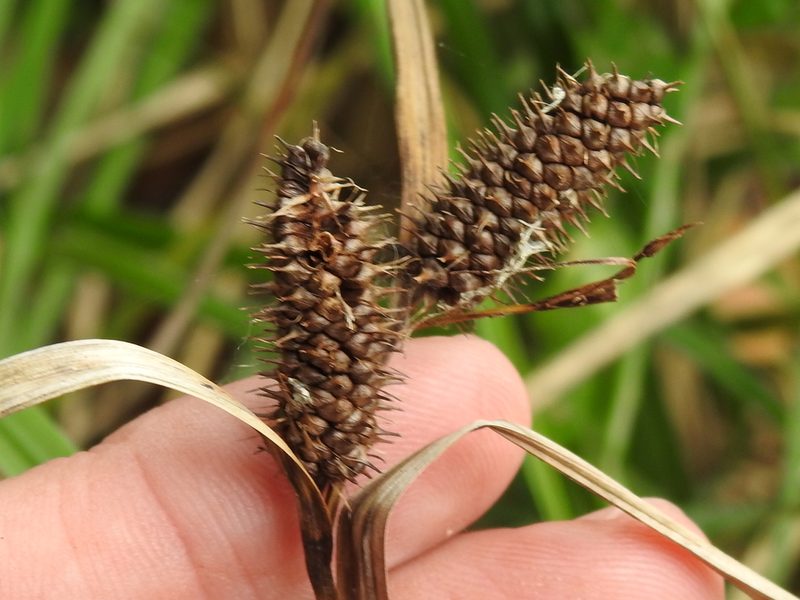 Carex aureolensis, photographed by Sam Kieschnick