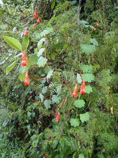 Tropaeolum tuberosum, photographed by Julien Renoult