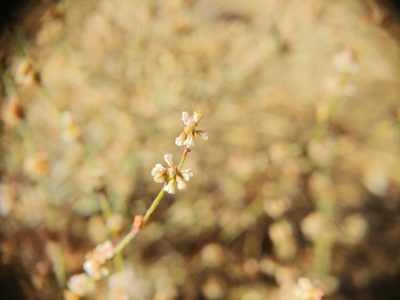 Eriogonum gracile, photographed by Dustin VanOverbeke