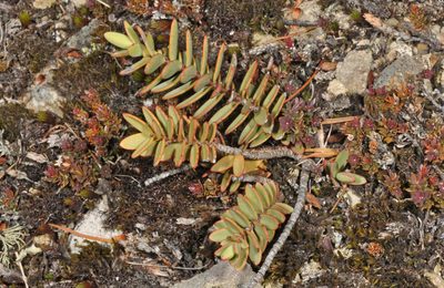 Veronica amplexicaulis, photographed by Pieter Pelser