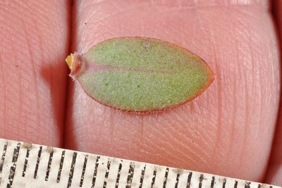 Veronica amplexicaulis, photographed by Pieter Pelser