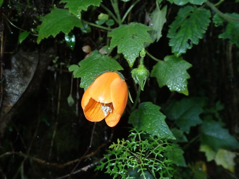 Nasa grandiflora, photographed by Julien Renoult