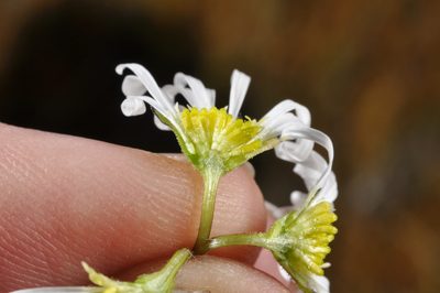 Brachyscome sinclairii, photographed by Pieter Pelser