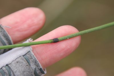 Equisetum laevigatum, photographed by Millie Basden