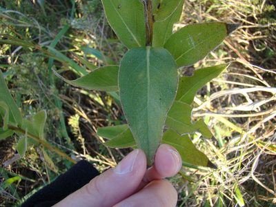 Silphium radula, photographed by Haley Daniels