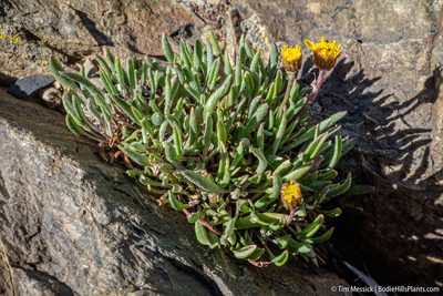 Packera werneriifolia, photographed by Tim Messick