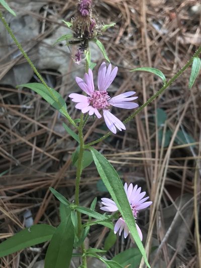 Palafoxia hookeriana, photographed by Blake Bringhurst