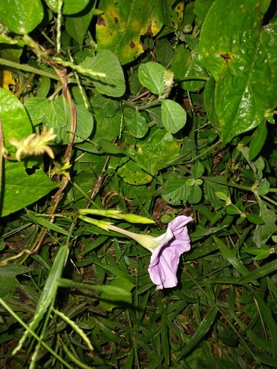 Ipomoea muricata, photographed by Juan Cruzado Cortés