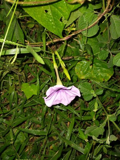 Ipomoea muricata, photographed by Juan Cruzado Cortés