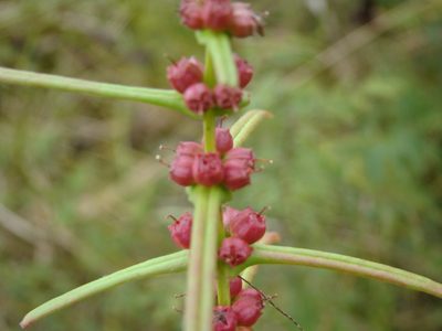 Ammannia coccinea, photographed by Haley Daniels