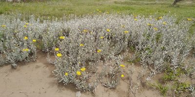 Senecio crassiflorus, photographed by Martin