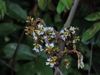 Dalbergia benthamii, photographed by Jacy Chen