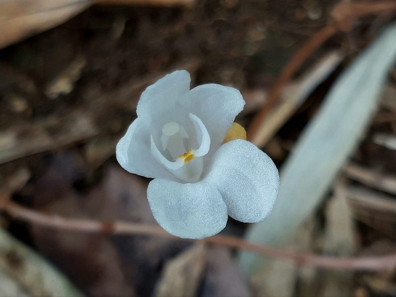 Didymoplexis pallens, photographed by Joseph Marvin Jansen