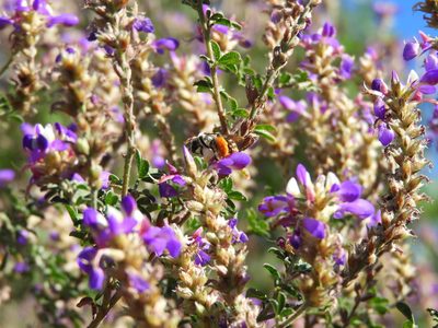 Dalea bicolor, photographed by Leticia Jiménez Hernández
