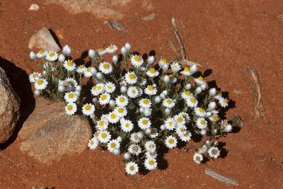 Rhodanthe floribunda, photographed by dhfischer