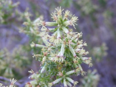 Brickellia laciniata, photographed by Leticia Jiménez Hernández