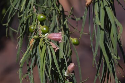 Eremophila longifolia, photographed by dhfischer