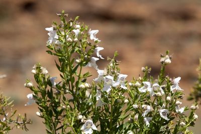 Prostanthera striatiflora, photographed by dhfischer