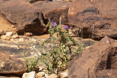 Solanum petrophilum, photographed by dhfischer