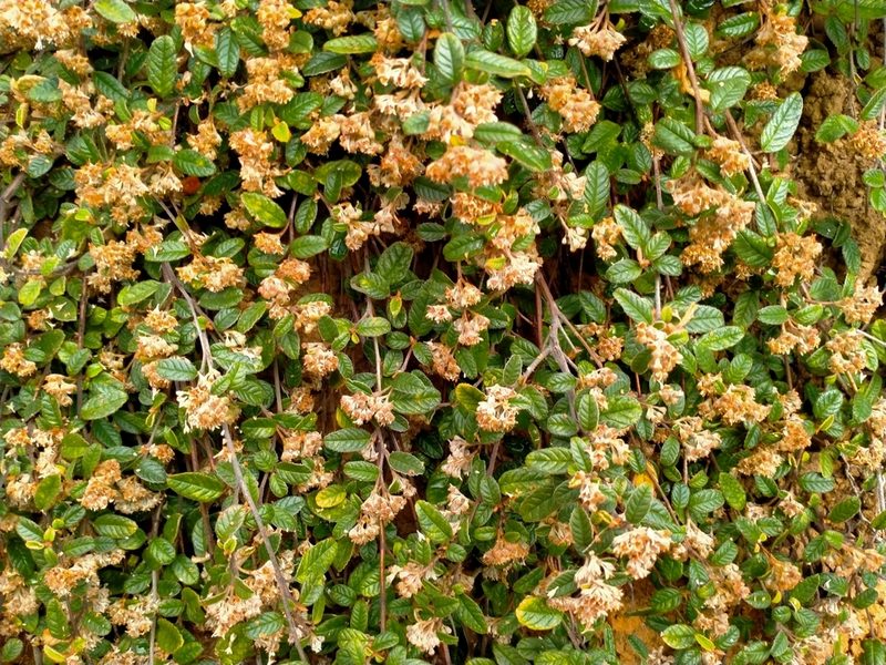 Pomaderris edgerleyi, photographed by John Barkla