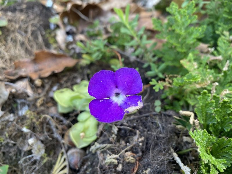 Pinguicula cyclosecta, photographed by Claudio Cantú Muñiz
