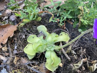 Pinguicula cyclosecta, photographed by Claudio Cantú Muñiz