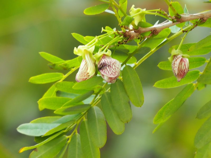 Ormocarpum cochinchinense, photographed by 葉子
