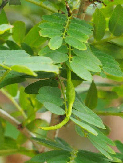 Ormocarpum cochinchinense, photographed by 葉子