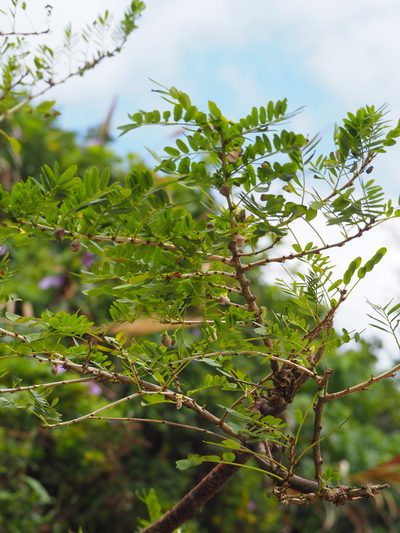 Ormocarpum cochinchinense, photographed by 葉子