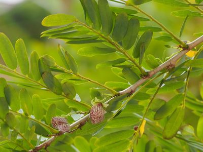 Ormocarpum cochinchinense, photographed by 葉子