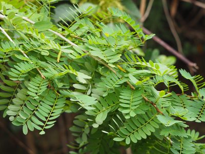 Ormocarpum cochinchinense, photographed by 葉子