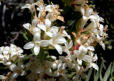 Pimelea suteri, photographed by Duncan Cunningham
