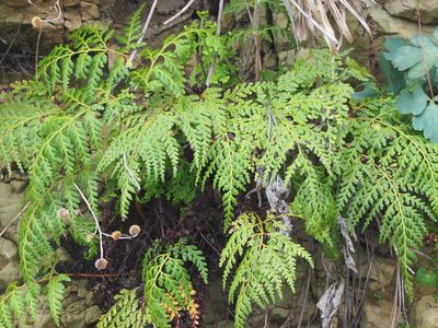 Odontosoria biflora, photographed by 葉子