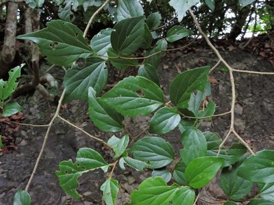 Celtis biondii, photographed by Jacy Chen