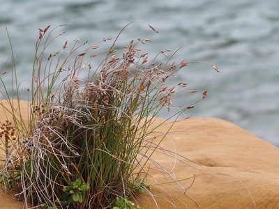 Fimbristylis sieboldii, photographed by 葉子
