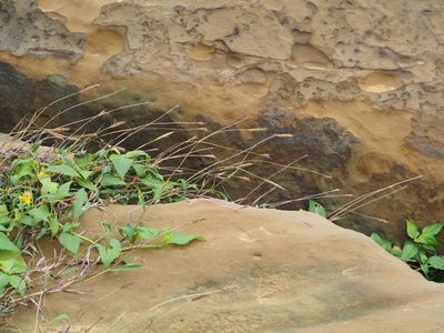 Ischaemum ciliare, photographed by 葉子