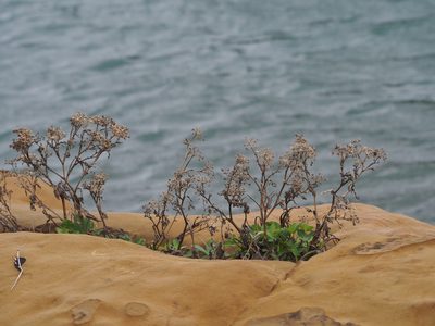 Peucedanum japonicum, photographed by 葉子