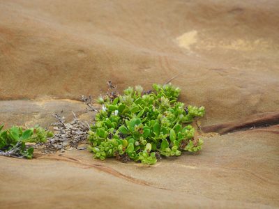 Leptopetalum strigulosum, photographed by 葉子