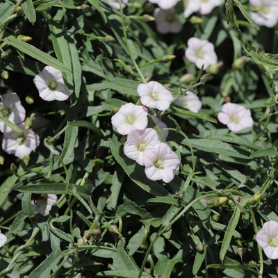 Convolvulus remotus, photographed by Kym Nicolson