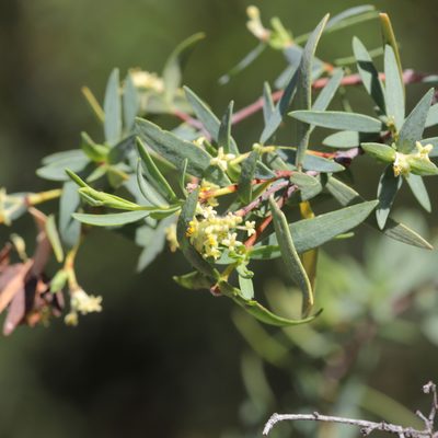 Pimelea microcephala, photographed by Kym Nicolson