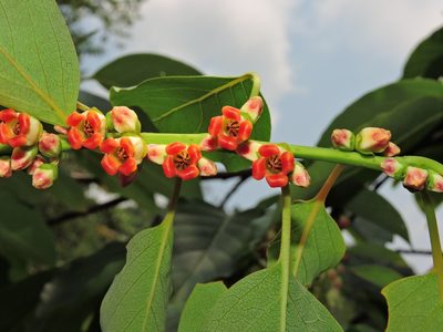 Diospyros japonica, photographed by Jacy Chen