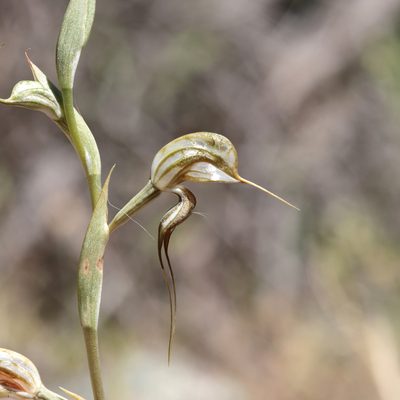 Pterostylis biseta, photographed by Kym Nicolson