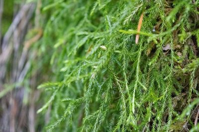 Selaginella oregana, photographed by Hilary Rose Dawson